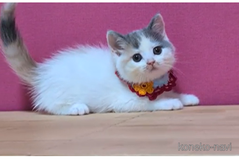 成約済の東京都のスコティッシュフォールド-100749の2枚目